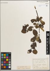 Foto von Salix myrsinifolia Salisb.